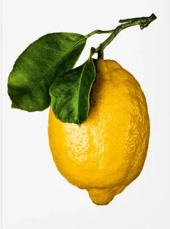 The Gourmand`s Lemon|TASCHEN Hot